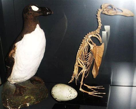 企鹅脖子骨架图片,企鹅的骨骼图片,企鹅骨架复原图_大山谷图库