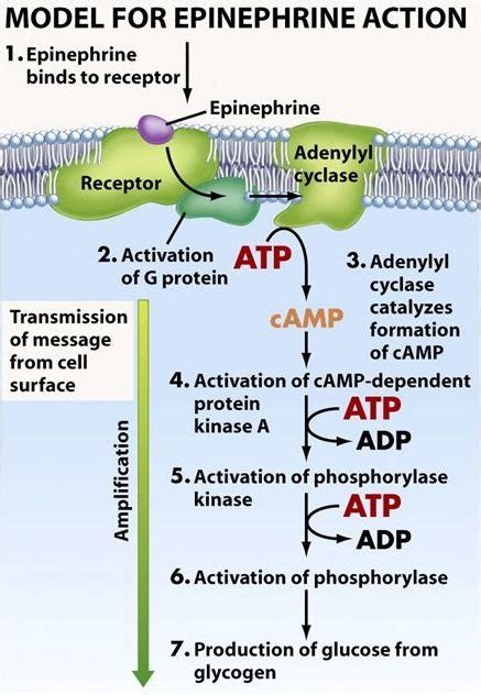 Endocrine Signaling Diagram | Quizlet