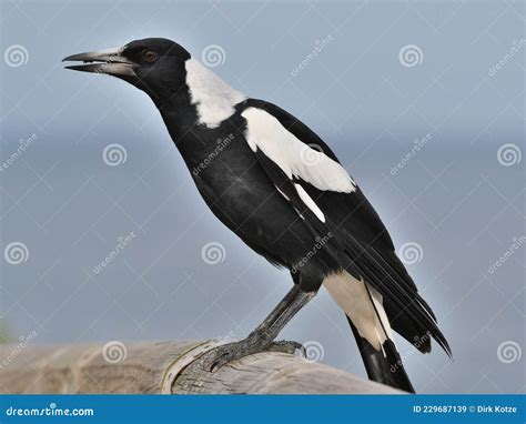 Australian Magpie Singing Stock Photos - Free & Royalty-Free Stock ...