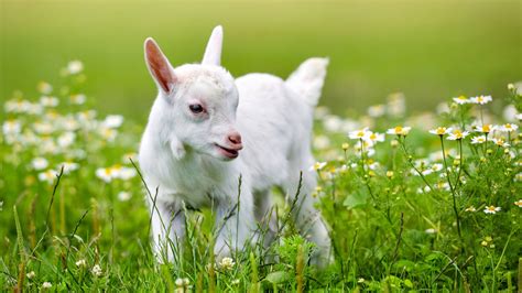 Download Baby Goat Among White Flowers Wallpaper | Wallpapers.com