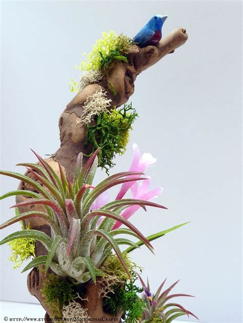 Tillandsia air plant sculpture with handmade bird figurine. SOLD. | Tillandsia air plant, Plants ...