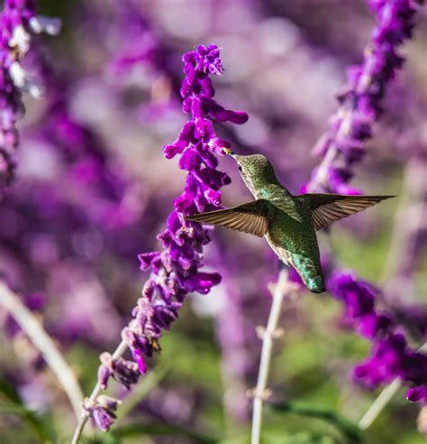 Purple Hummingbird Photos, Download The BEST Free Purple Hummingbird ...