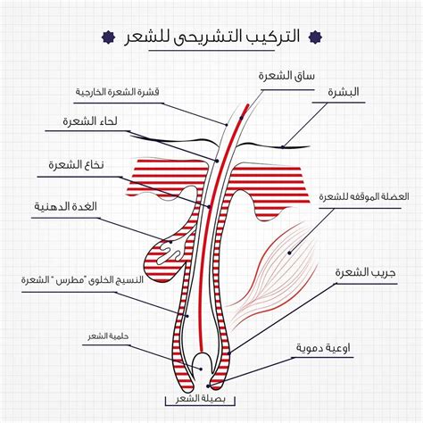 تشريح الشعر من الناحية التركيبية والوظيفية: مدخل لفهم تركيب الشعرة