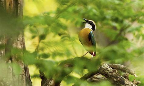 Bird Watching | Activities in Jim Corbett National Park | Exotic Miles