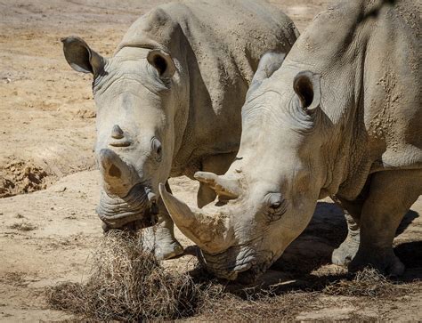 Anti-poaching force gives hope for elephants and rhinos | Viral Sharks