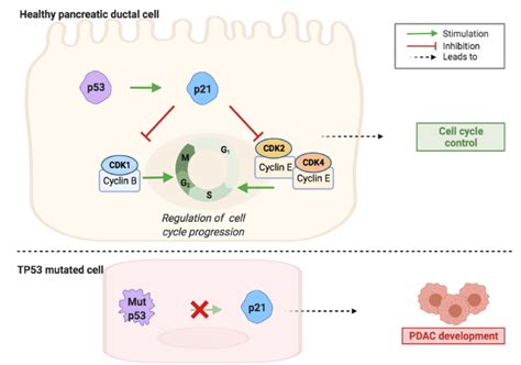 TP53 gene mutation contributes to loss of cell cycle regulation and... | Download Scientific Diagram