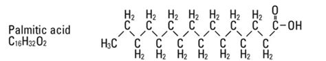 The Truth About Palmitic Acid– SeabuckWonders