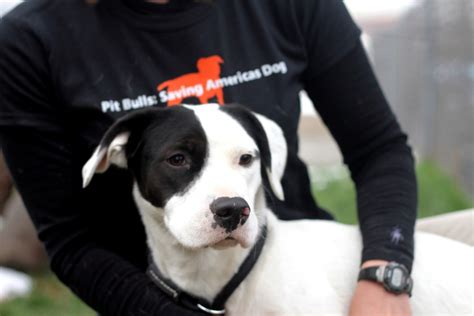 5 Amazing Pit Bull Rescue Groups Fighting for Change | One Green Planet