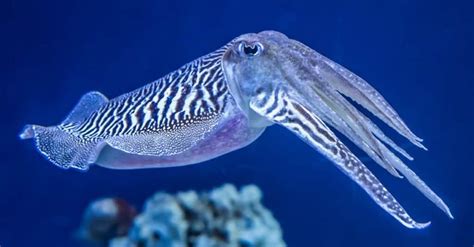 What Do Cuttlefish Eat? The 10 Favorites of their Diet - A-Z Animals