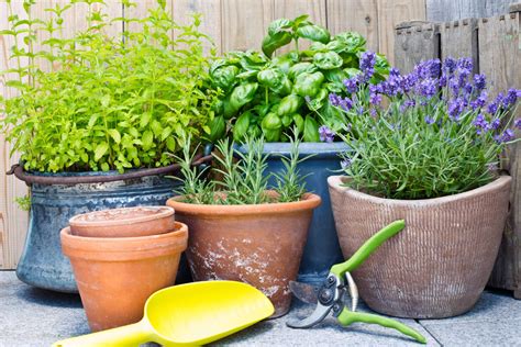 Growing Herbs & Gardening with Containers | Bonnie Plants