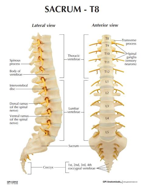 GPI 1510 Sacrum T8 Spine Model