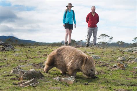 The Maria Island Walk | Great Walks of Australia