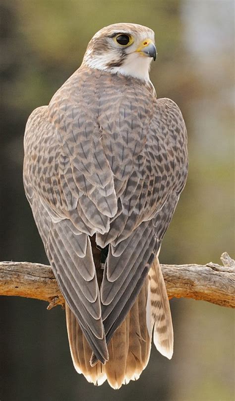 The Prairie Falcon (Falco mexicanus) is a medium-sized falcon of ...