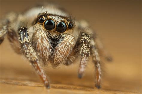 Cute Jumping Spider 4 by Alliec on DeviantArt