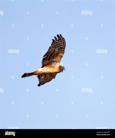 Northern Harrier in Flight Stock Photo - Alamy