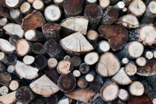 9 Different Types of Firewood