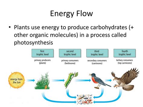 Energy Flow In Ecosystem / Energy Flow in an Ecosystem, Class 8 Biology | Digital ... / Energy ...