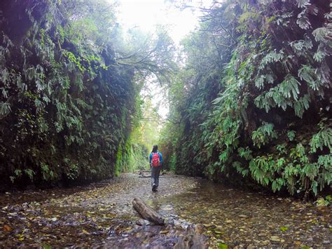 Fern Canyon — Prairie Creek Redwoods SP, CA — Backcountrycow | Backpacking and Outdoor Travel