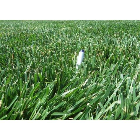 Rendition Turf-type Tall Fescue Grass Seeds - 50 lbs. - Walmart.com ...