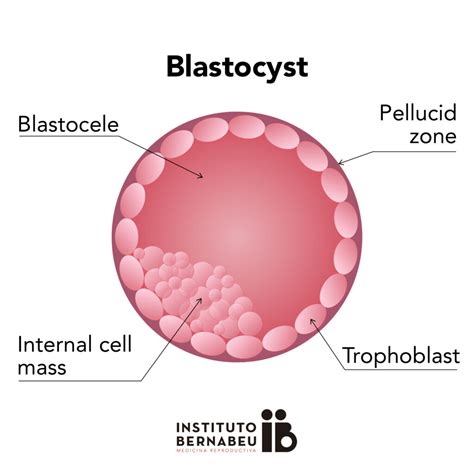 Blastocyst - Biology Simple