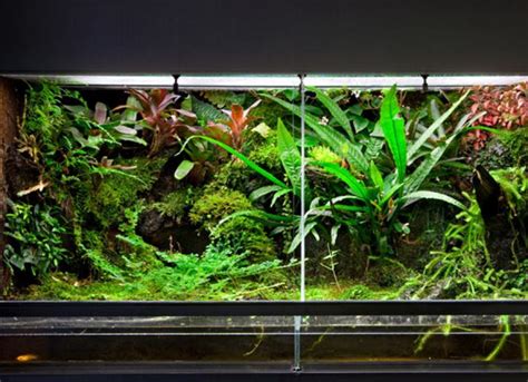 Reptile Terrarium Checklist: 7 Must-Buy Supplies | PetMD