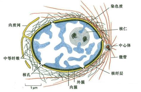 细胞核里面有RNA吗_百度知道