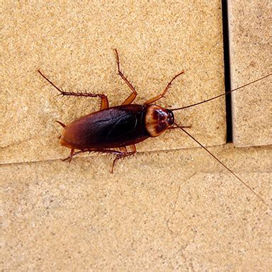 Cockroach Infestations Signs in Your San Joaquin Valley Home