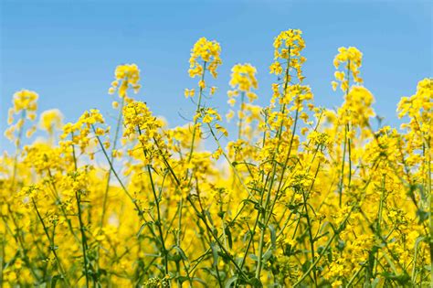 Black Mustard (Brassica nigra): Care & Growing Guide