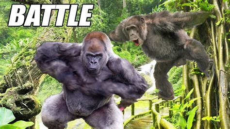 Gorilla vs Chimp? Ape Attacks - YouTube