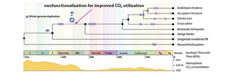 Plant Evolution Timeline