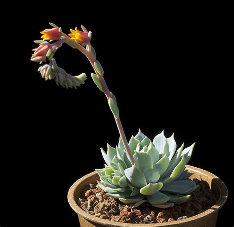 Cactus Jungle - San Francisco Bay Area - Blooming Echeveria