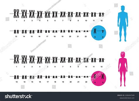 573 en la categoría «Cariotipo humano» de fotos e imágenes de stock ...