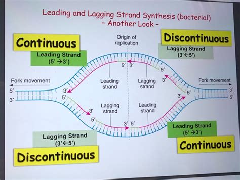 Solved Leading and Lagging Strand Synthesis (bacterial) - | Chegg.com