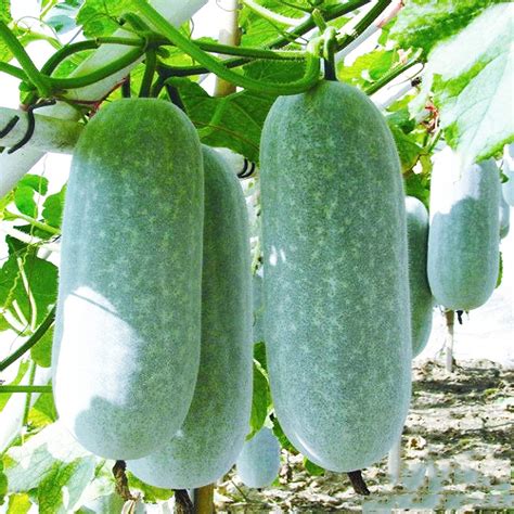 Winter Melon | Horti Flora - Singapore Seeds Supplier