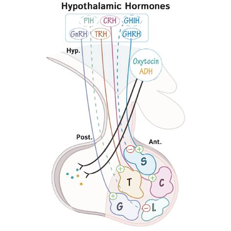 Physiology Glossary: Hypothalamic & Pituitary Hormones (Overview ...