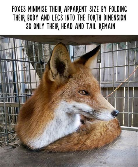 Amazing Animal Facts That Are Almost 100% True - 22 Pics