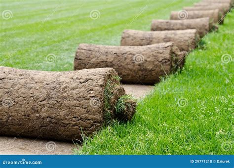 Grass rolls stock photo. Image of greenery, golf, field - 29771218