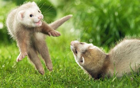 Ferret Wallpapers - Wallpaper Cave