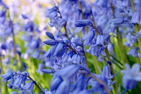 English Bluebell Bulbs – Hyacinthoides Non-Scripta | Woodland Bulbs