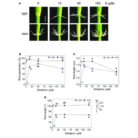 | Auxin transport inhibition alters emergence, growth rate and angle of... | Download Scientific ...