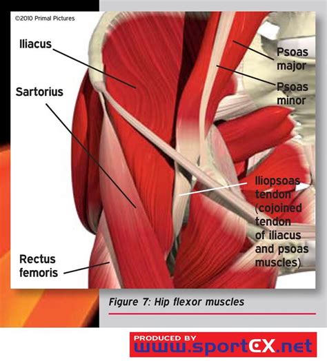 How To Manage A Hip Flexor Strain How To Manage A Hip Flexor Strain