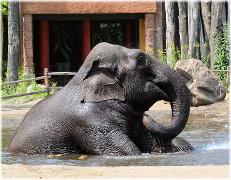 In The Bath Tub With The Elephants 04 Free Stock Photo - Public Domain ...