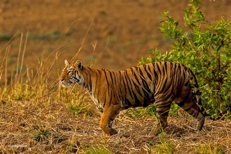 Bengal Tiger Habitat In India - Infoupdate.org