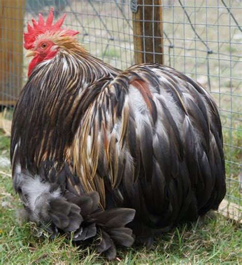 20 Amazing Rare Chicken Breeds With Special Characteristics | The ...