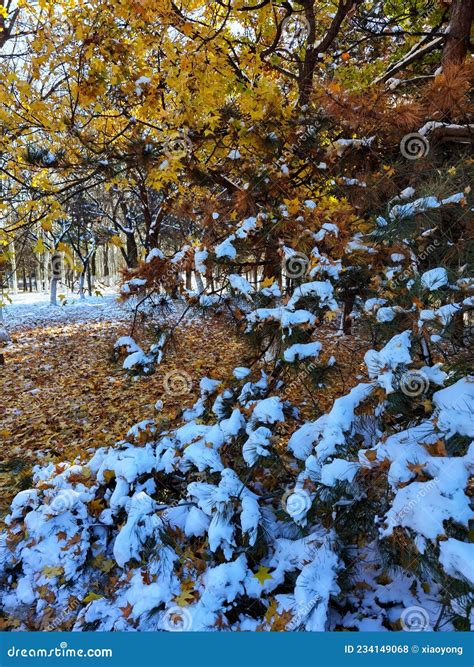 Beijing Olympic Forest Park Autumn, China Editorial Stock Photo - Image ...