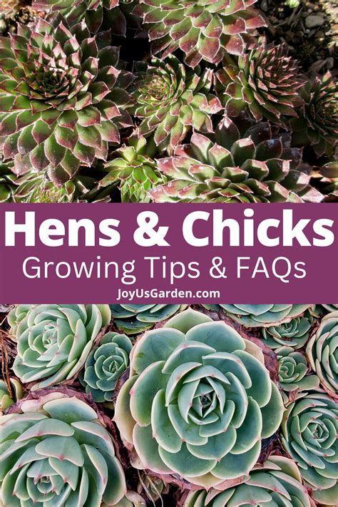 Hens And Chicks: The Succulent That Keeps On Giving