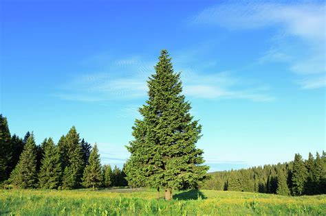 Pine Tree In Spring by Borchee