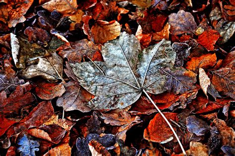 dead leaf by augenweide on DeviantArt