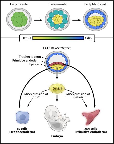 Epigenetics of Germ Cells, Stem Cells, and Early Embryos: Developmental Cell