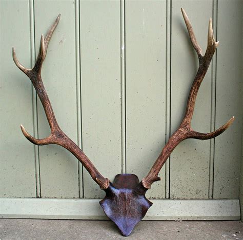 Incredible How To Hang Antlers On Wall With DIY | Wallpaper HD and ...